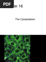 Chapter16 The Cytoskeleton