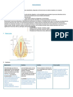 Sistema Dentario