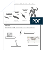 Niveles de Organización Estructural de Los Seres Vivos 2