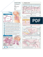 Fisiopatologia de La Bronquiolitis