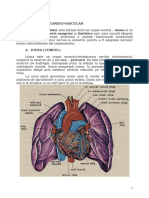 Curs 7 Sistemul Cardio-Vascular