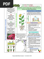 Las Plantas Tabla de Worddd