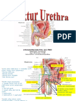 Bedah Uretra