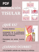 Patologia Reparacion Celular