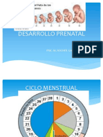 Desarrollo Prenatal