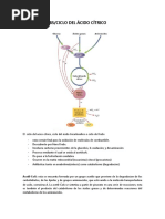 Ciclo Del Ácido Cítrico y Ciclo de Calvin