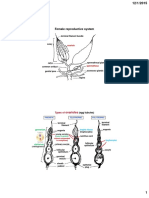 Female Reproductive System: Ovarioles