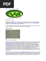 Chloroplast