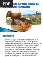 Animales Aptos