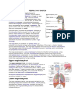 Respiratory System