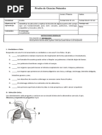 Prueba Ciencias Naturales Pulmones y Estómago DIFERENCIADA