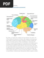 Lóbulos Del Cerebro y Sus Funciones