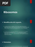 Ribosomas