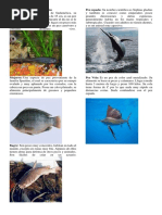 10 Peces en Peligro de Extinción