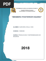 Miembro Posterior Equino