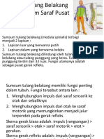 Sumsum Tulang Belakang Sebagai Sistem Saraf Pusat