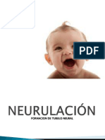 Embiologia Tubo Neural