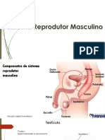 Sistema Reprodutor Masculino