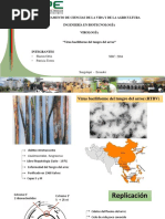 Virus Tungro Del Arroz