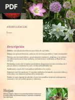 AMARYLLIDACEAE 