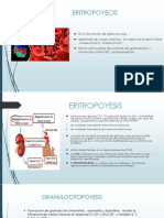 ERITROPOYESIS