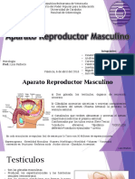 Sistema Reproductor Masculino