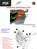 Aparato Reproductor 2015