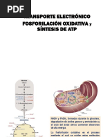 Cadena Respiratoria - Fosforilación Oxidativa - Fotosíntesis Fase Luminosa