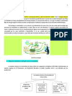 La Energia en Los Ecosistemas