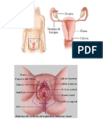 Aparato Feminino