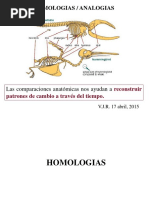 Homologias Analogias 15