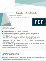 GAMETOGÉNESIS