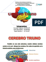 Cerebro Triuno ..