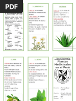 Triptico Plantas Medicinales