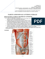 22 - Anatomia II - 22.03.2017 - R