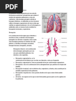 Anatomia Estructuras Del Pulmon