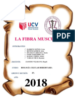 La Fibra Muscular Informe