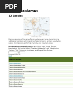 Dendrocalamus: 52 Species