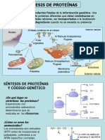 Sintesis de Proteinas