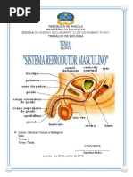 Sistema Reprodutor Masculino