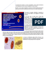 Nematodos para