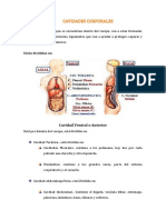 Cavidades Corporales