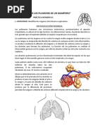 Diseccion de Los Pulmones de Un Mamifero. P27ract. de 1º #2