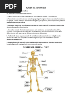 Función Del Sistema Oseo