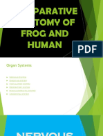 COMPARATIVE ANATOMY OF FROG AND HUMANnn