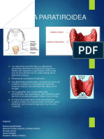 Glandula Paratiroidea