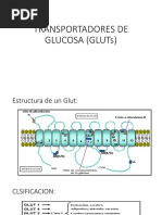 Transportadores de Glucosa