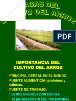 Principales Plagas Del Arroz