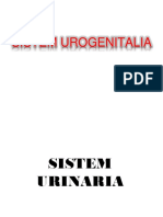 Anatomi Sistem Urogenitalia