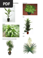 Plantas Ornamentales de Guatemala